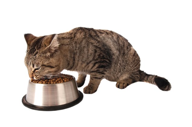 whats wrong with feeding your cat kibble