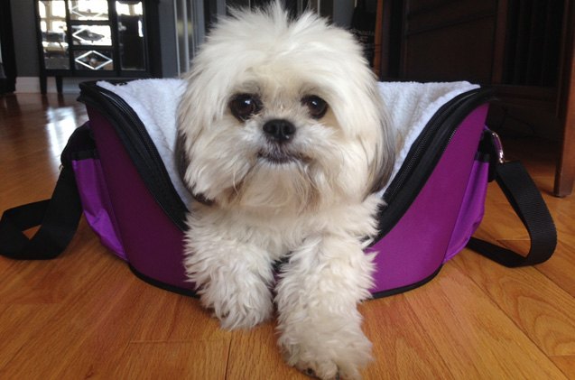 petmates wetnoz lilac carrier is perfect for trendy dogs on the go