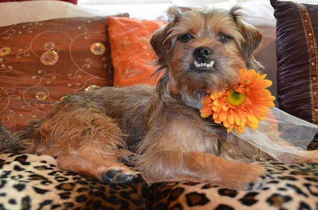 adoptable dog of the week sunshine