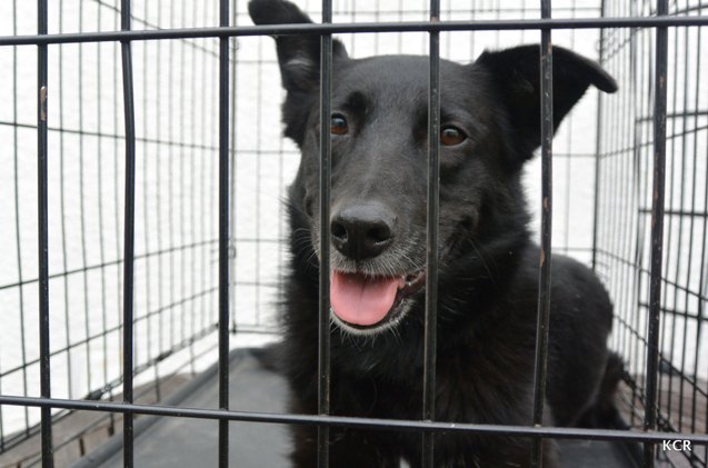 black dog syndrome belles story common among shelter dogs