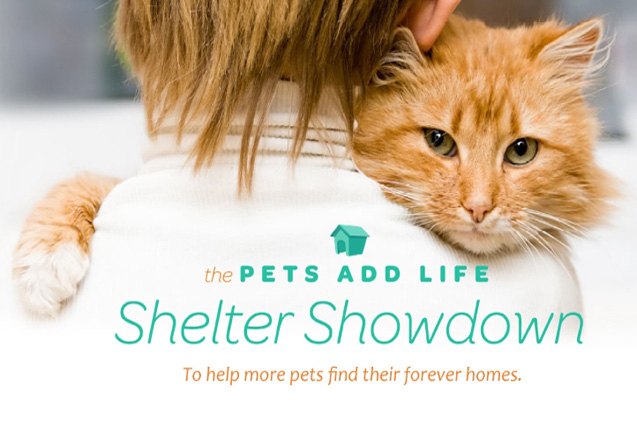 vote for your shelter during pals shelter showdown