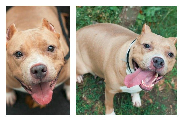 adoptable dog of the week cinnamon