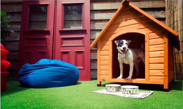 top 7 luxe pet friendly hotels where posh pooches can get away from it