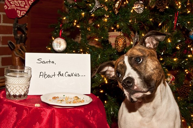 top 10 holiday gift guide for dogs 2014