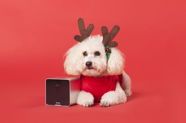 top 10 holiday gift guide for dogs 2014