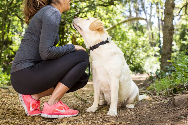 top 10 tech accessories to help fido get fit