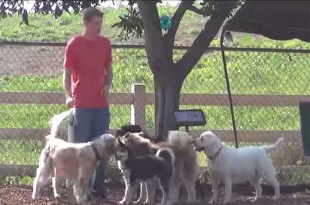 squeaky shoes at dog park a huge hit video