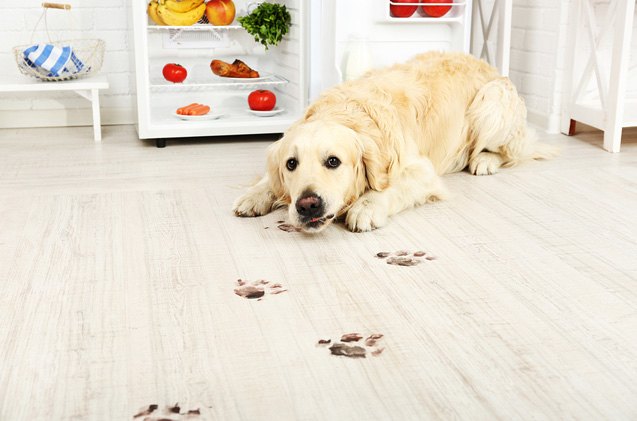 keep your home safe and spotless with pet friendly natural cleaning pr