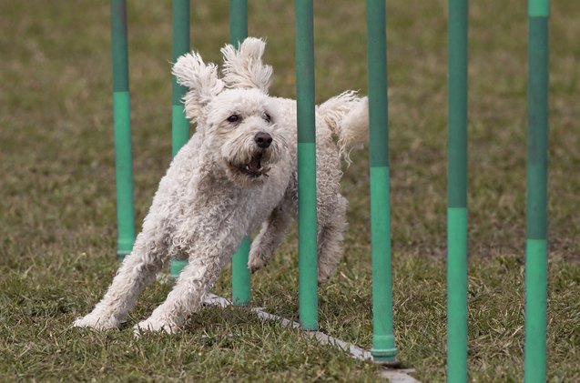 5 must read books when training a dog