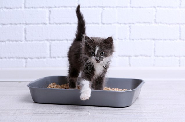 the most common litter box mistakes youre making