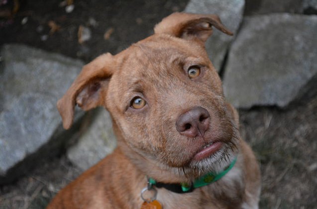 adoptable dog of the week walnut