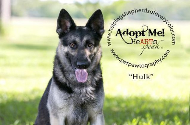 adoptable dog of the week hulk