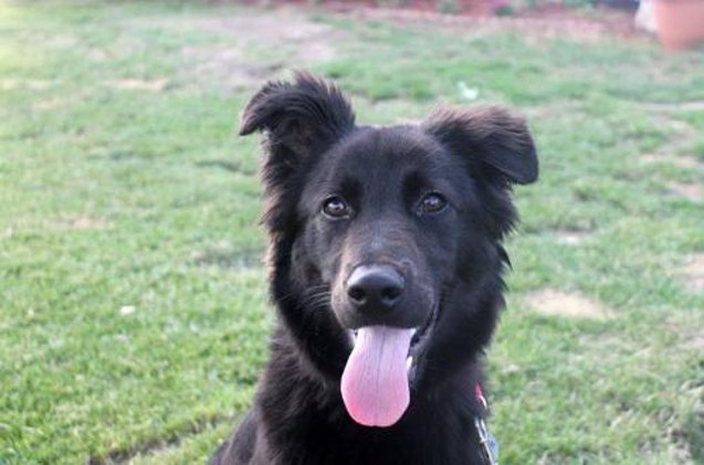 adoptable dog of the week maverick