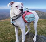 hiking hounds why hiking backpacks for dogs help lighten the load