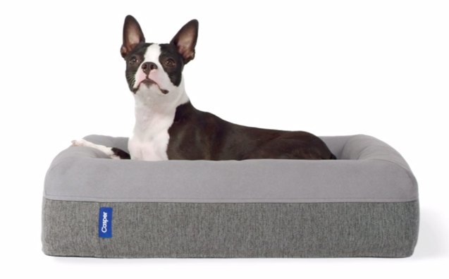 caspers new luxury mattress lets napping dogs lie