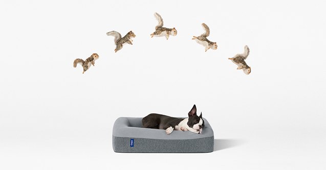 caspers new luxury mattress lets napping dogs lie