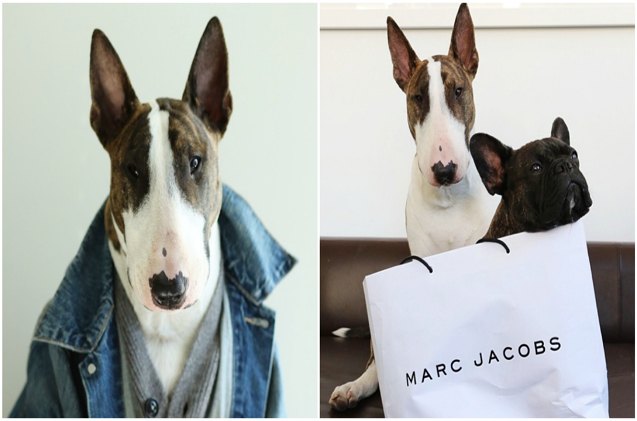 marc jacobs dog debuts power pooch picturebook