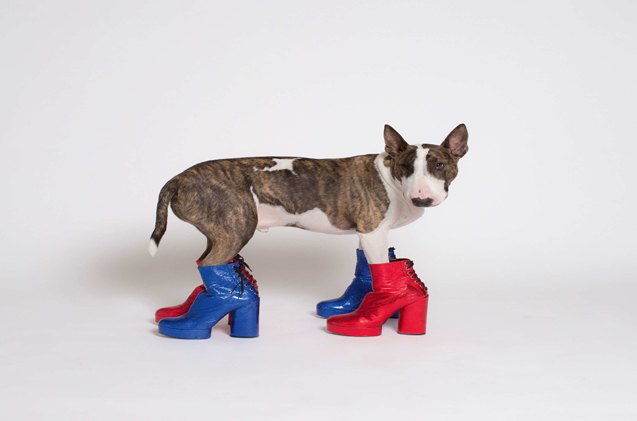 marc jacobs dog debuts power pooch picturebook