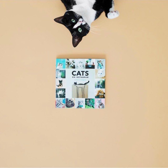 5 instagram accounts cat lovers should follow