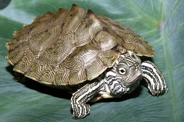 cagles map turtle