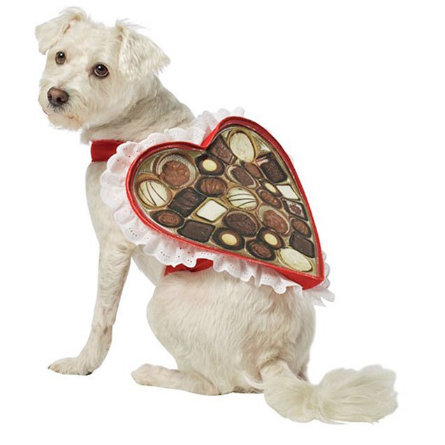 10 valentines day gifts for your puppy love