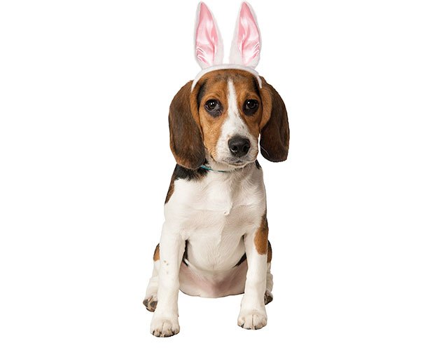 10 easter goodies for your hoppy pooch