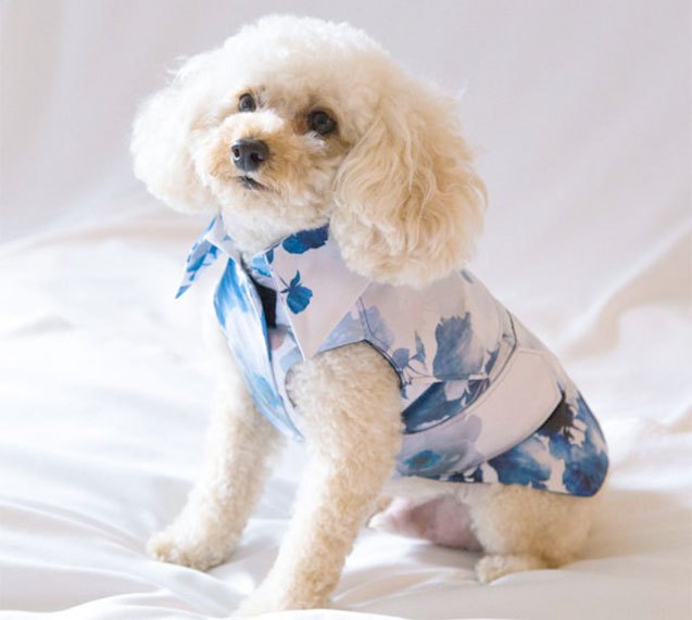 10 misty raincoats to keep your pooch dry