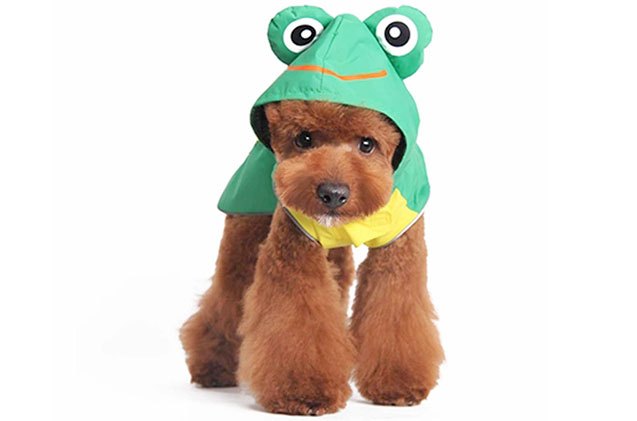 10 misty raincoats to keep your pooch dry