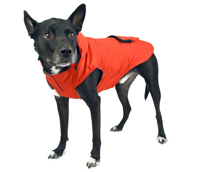 10 misty raincoats to keep your pooch dry