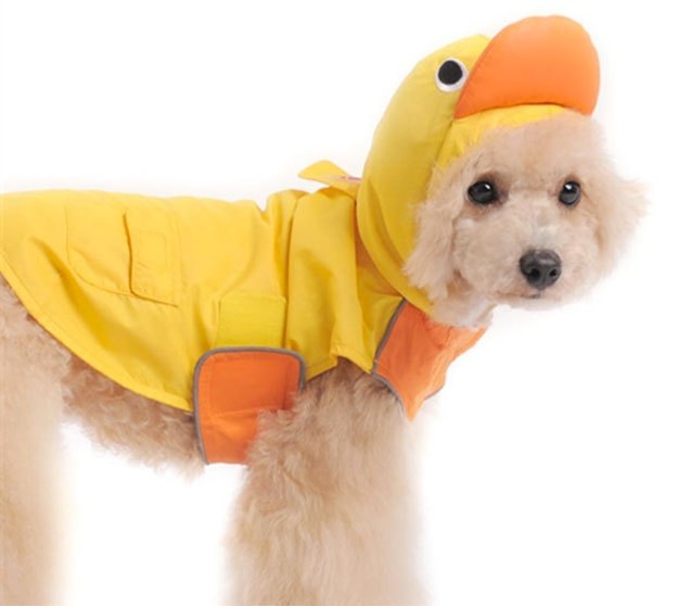 10 misty raincoats to keep your pooch dry