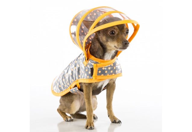 10 misty raincoats to keep your pooch dry