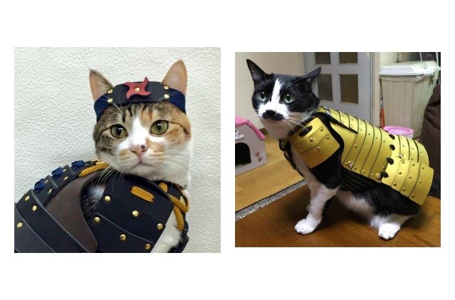 make sure your pet is kung fu ready with warrior samurai armor