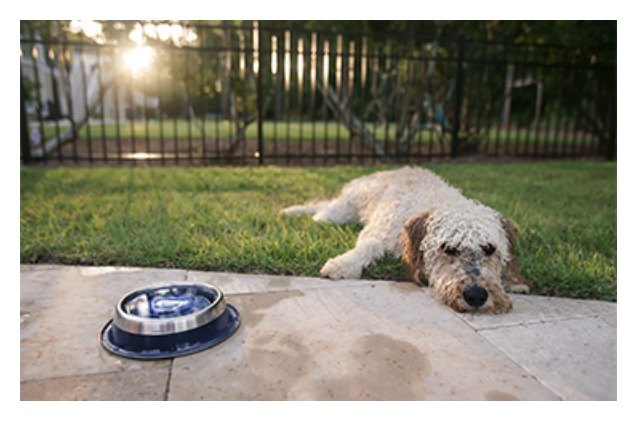 gopurepet always keeps your pets water clean and fresh