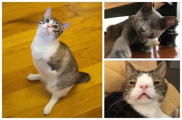 5 inspiring special needs cats