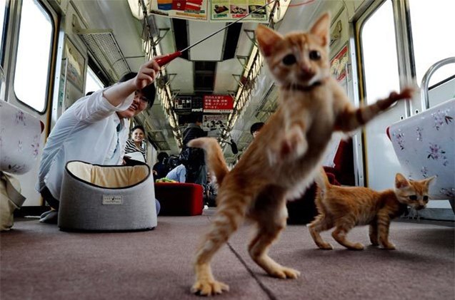 were onboard with japans first cat cafe on a train