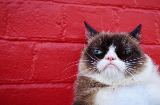 grumpy cats worst ever honor as she tops forbes best pet influencer