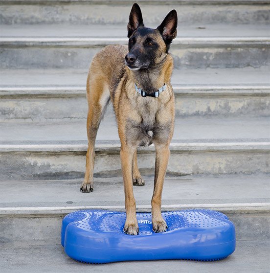 7 gifts for people who love dog training