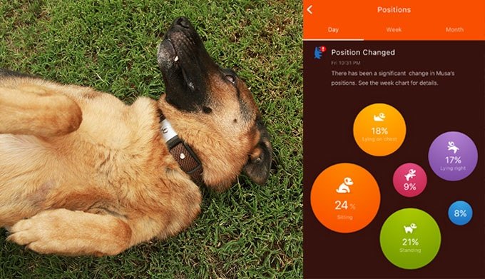 this incredible kickstarter smart collar tracks your dogs health