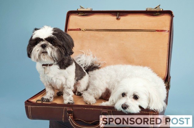 smart pet travel over the holidays with petsmart