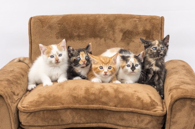 feline five study reveals cats have personality types