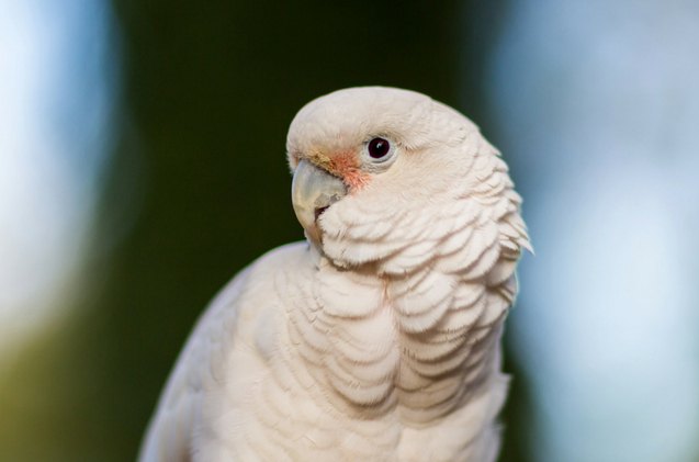 goffins cockatoo