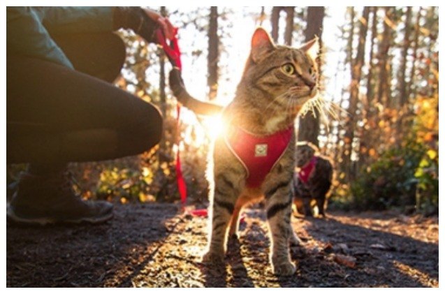 superzoo 2018 rc pets launches adventure harness just for kitties