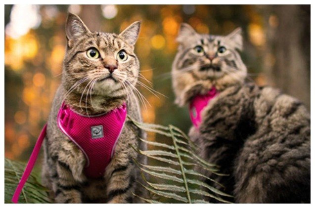 superzoo 2018 rc pets launches adventure harness just for kitties