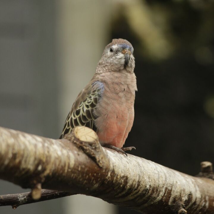 bourkes parakeet