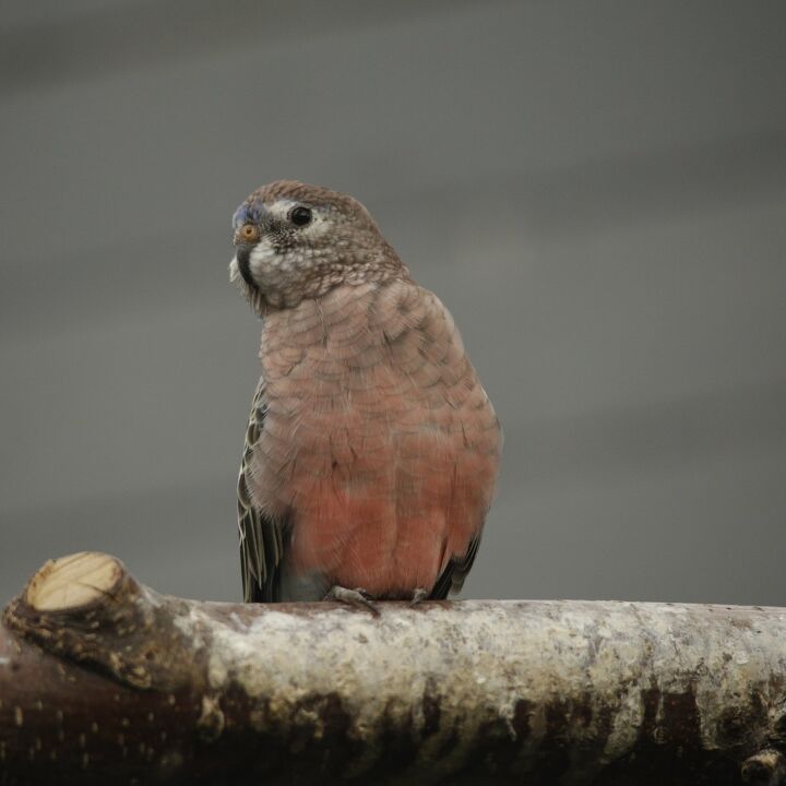 bourkes parakeet