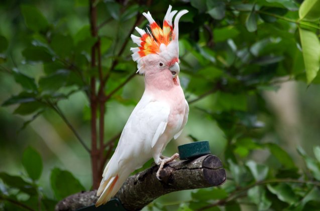 major mitchells cockatoo