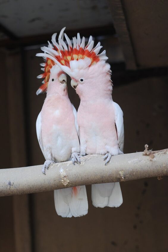 major mitchells cockatoo