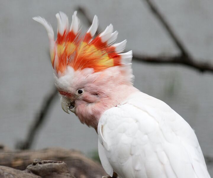 major mitchells cockatoo