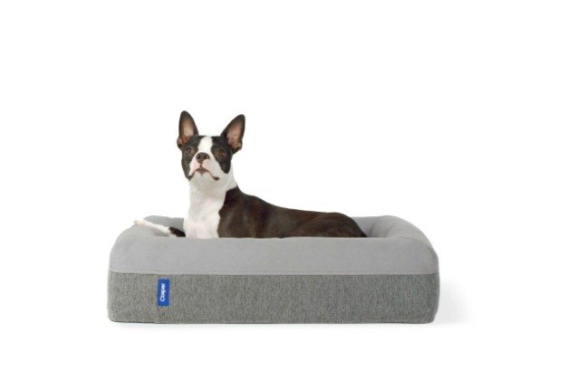 casper dog bed review sweet dreams for dogs