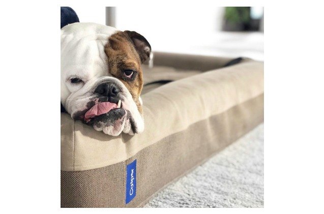 casper dog bed review sweet dreams for dogs